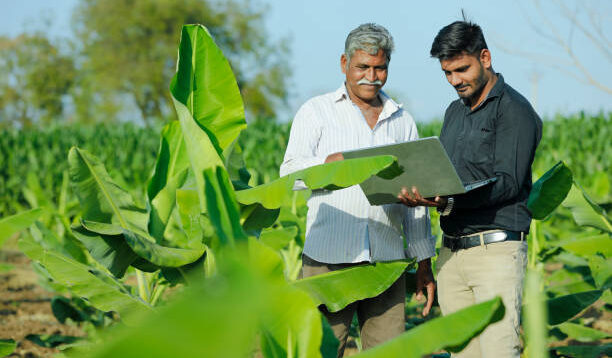 young indian farmer with agronomist at banana field